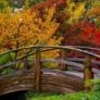 Gallery Rosecity Japanesegarden