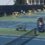 Cal Berkeley Tennis Courts