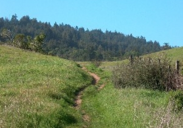 Pogonip Trail